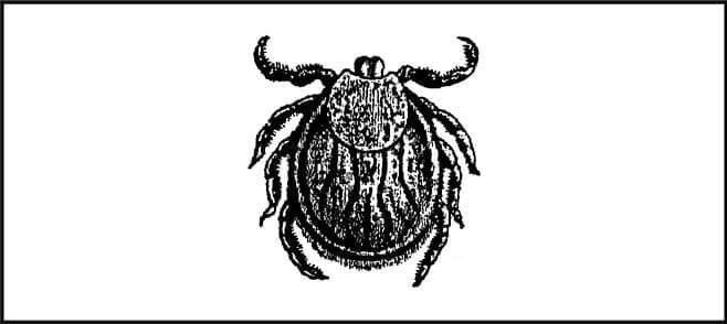 Пособие по выживанию армии США. Приложение D. Опасные насекомые и паукообразные