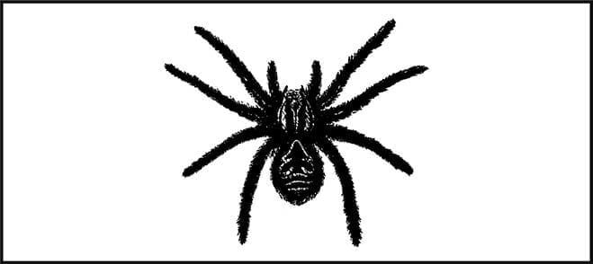 Пособие по выживанию армии США. Приложение D. Опасные насекомые и паукообразные