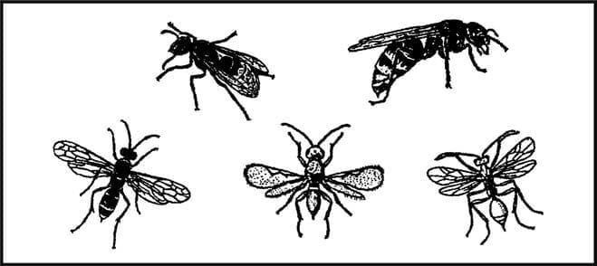 Пособие по выживанию армии США. Приложение D. Опасные насекомые и паукообразные