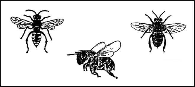 Пособие по выживанию армии США. Приложение D. Опасные насекомые и паукообразные