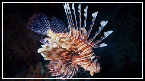 Прибрежные ядовитые твари: места обитания и меры предосторожности