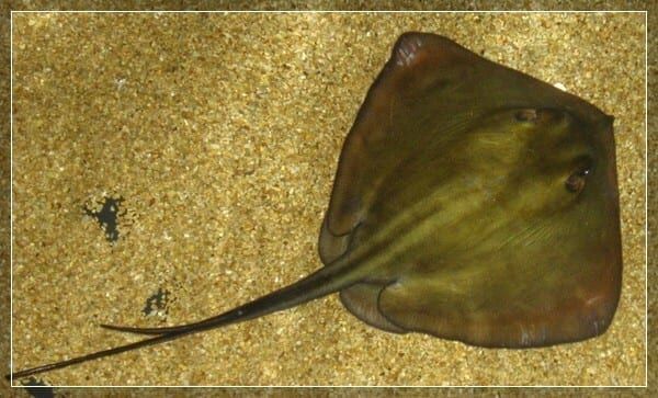 Прибрежные ядовитые твари: места обитания и меры предосторожности