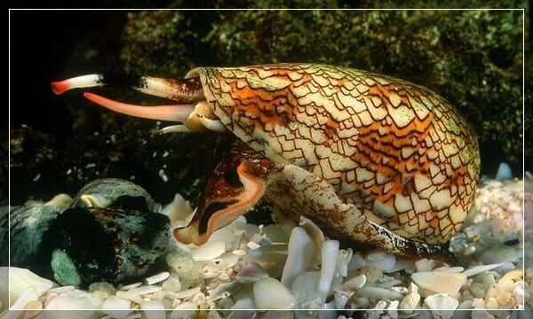 Прибрежные ядовитые твари: места обитания и меры предосторожности