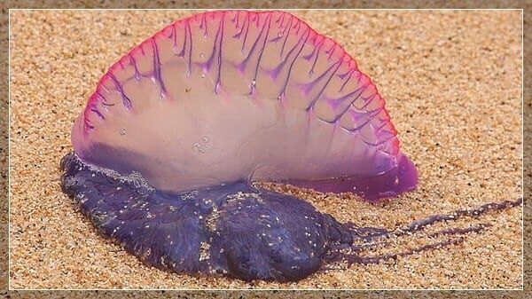 Прибрежные ядовитые твари: места обитания и меры предосторожности