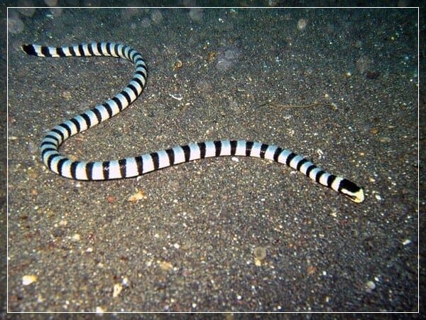 Прибрежные ядовитые твари: места обитания и меры предосторожности