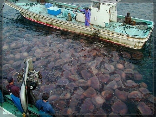 Прибрежные ядовитые твари: места обитания и меры предосторожности