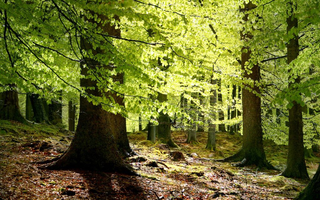 Чек-лист: перед прогулкой в лес