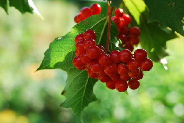 Простуда в условиях выживания в лесу. Как и чем лечиться