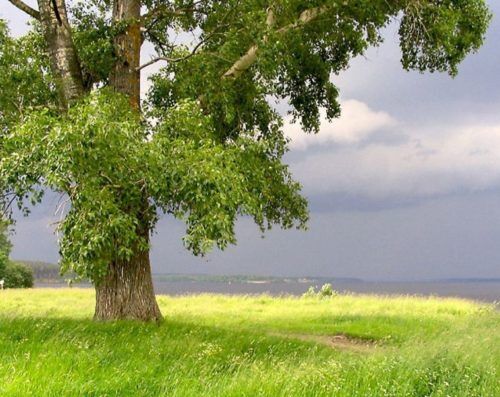 Простуда в условиях выживания в лесу. Как и чем лечиться