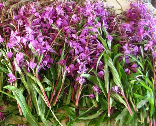 сборка кипрея, листья и цветки кипрея