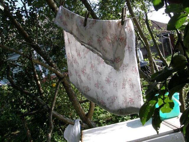 сушка иван чая