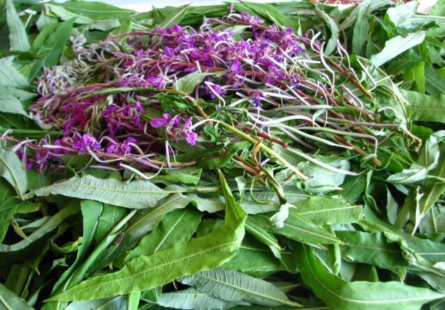 сборка кипрея, листья и цветки кипрея, завяливание