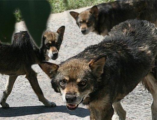 Нападение стаи собак - отдельная история