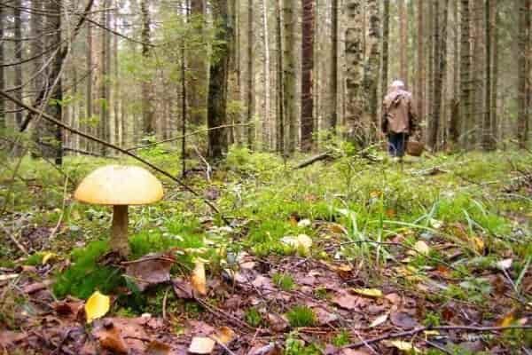 Советы по выживанию в лесу и поиску дороги домой