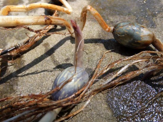 Стрелолист обыкновенный. Болотник. Польза для выживания