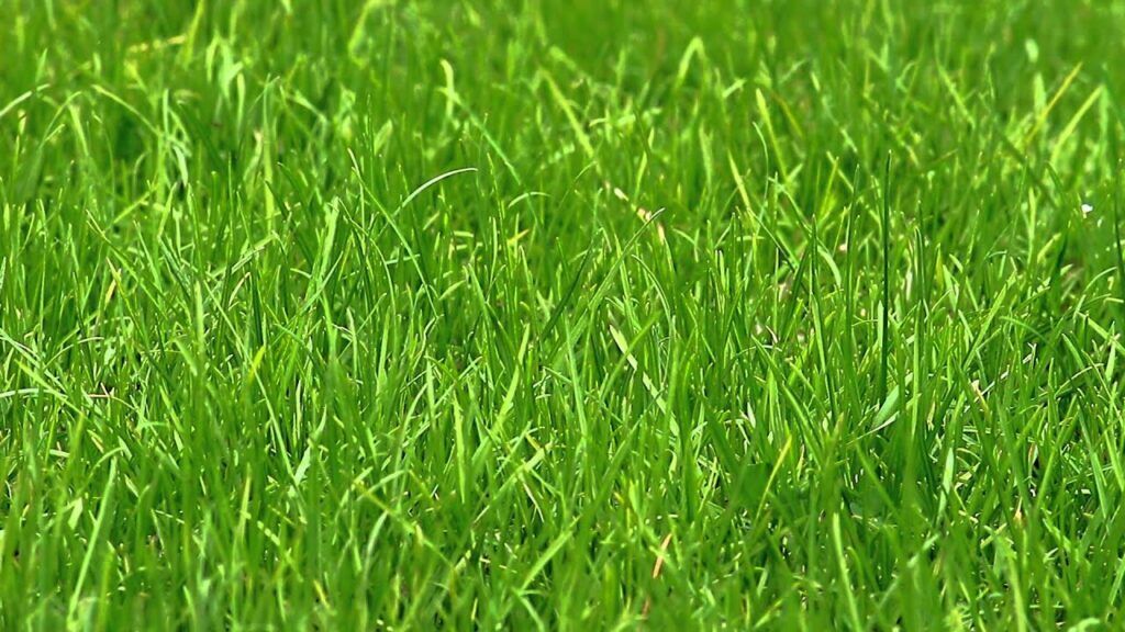 Как добыть воду из травы