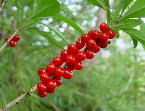 Волчеягодник обыкновенный (волчье лыко)