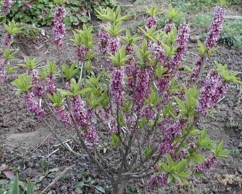 Волчеягодник обыкновенный (волчье лыко)