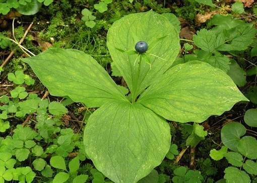 Вороний глаз четырёхлистный (Крест — трава)