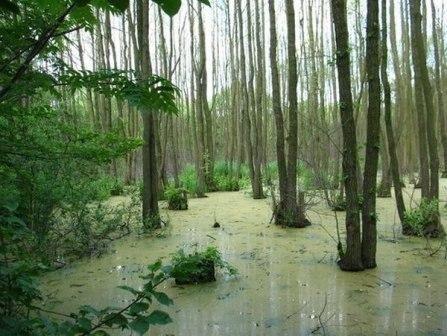 Болото в лесу