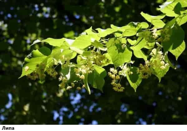Школа выживания в лесу: липа