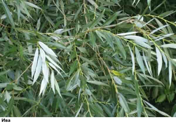 Автономное выживание: ива