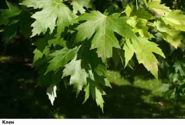 Автономное существование: клен