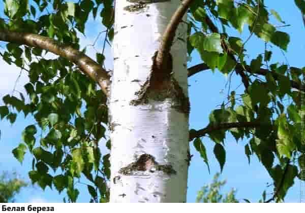 Выживание в лесу: береза белая