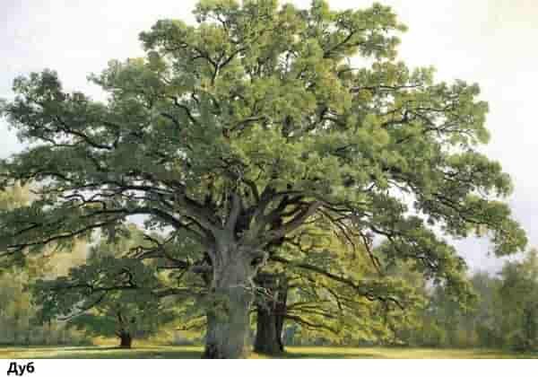 Выживание в дикой природе: дуб
