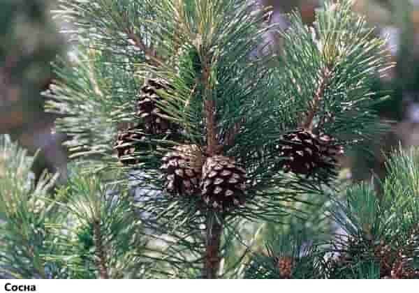 Уроки выживания в лесу: сосна