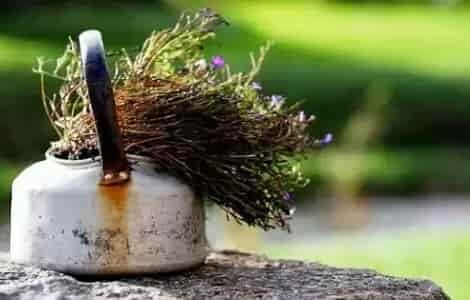 Выживание в лесу: лечение народными средствами Выживание в лесу: лечение народными средствами