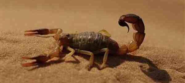 Укусы скорпионов