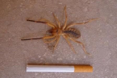 Укусы фаланг